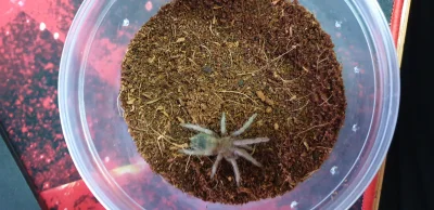 Elemelas - @Elemelas: Lasiodora Parahybana