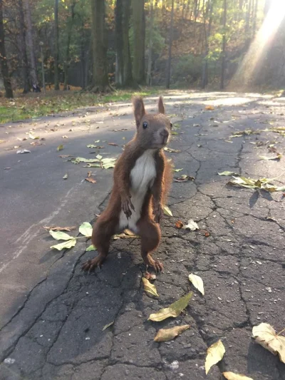 gummi - Patrzcie jakiego śmiesznego pieska spotkałam dzisiaj na spacerze (｡◕‿‿◕｡) 
#...