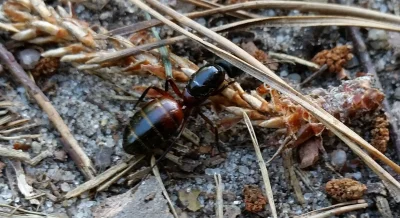 grzechotnik666 - Nigdy nie widziałem tak dużej mrówki. Ktoś wie może co to za ciekawy...