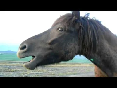 K.....i - aż mi się przypomniał islandzki koń :)
