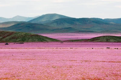 Nedved - Atakama – pustynia mglista w Ameryce Południowej. Należy do najsuchszych obs...