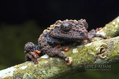 likk - zamiast powitania słów #porannaporcja Theloderma leporosumów

Theloderma lep...