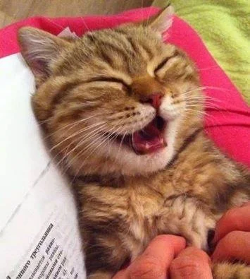I.....i - Happy caturday (｡◕‿‿◕｡)



#caturday #koty #pokazkota