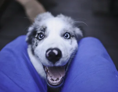 m1520n - @IroL: tak border colie. umaszczenie blue merle. Mam takiego wariata w domu ...