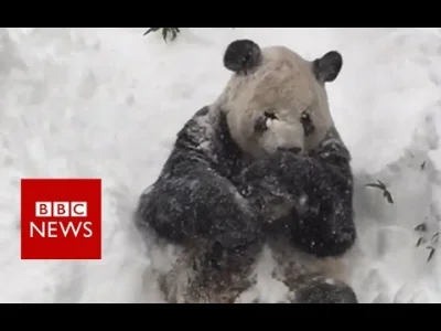 KRULL - ale ten śnieg fajny łoooo #pandysazajebiste #panda #snieg #zwierzaczki