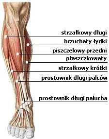 c.....3 - po ostatnim biegu odczuwam ból m.płaszczykowatego co może być powodem? Zbyt...