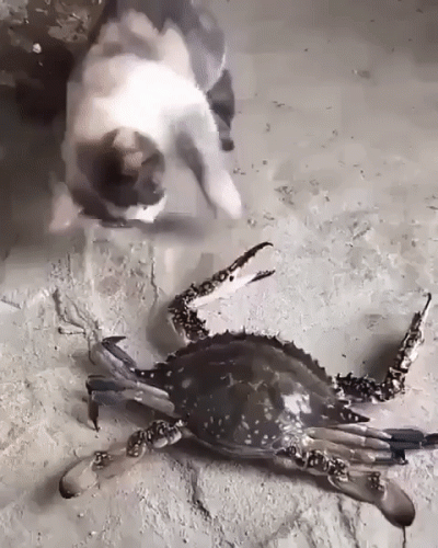 Czlowiekiludz_zarazem - #dziwnekotki