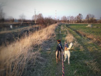 d.....d - Dzień dobry drogie Panie i drodzy Panowie,

dawno się nie odzywaliśmy. Do...