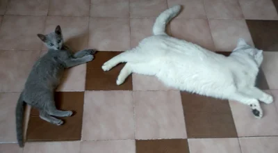 kungfusmerf - #kociebombelki #koty #pokazkota

Matrix i Mysza po 3 dniach znajomośc...