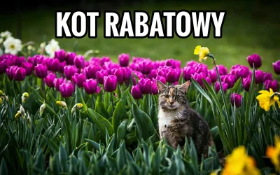 pogop - #pogopsuszy #heheszki #humorobrazkowy #suchar #koty #kwiaty #aliexpress #kody...