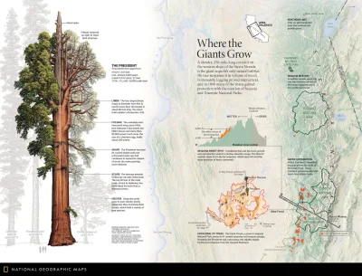Lifelike - #przyroda #biologia #dendrologia #drzewa #ciekawostki #infografika