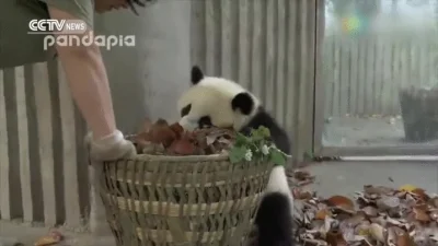 likk - uparte stworzonko 

#pandysazajebiste #panda #gif #zwierzaczki