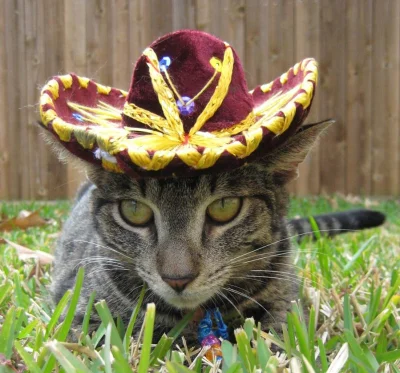 Oszaty - #sombrero #sombrerocats #koty #zwierzazki

Śliczne ślepia :>