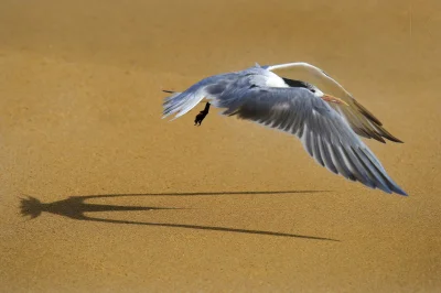 likk - wideł cień 



#ptaki #zwierzeta #fotografiaprzyrodnicza 



fot. David Rennie