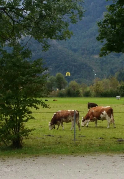 antoniopanteraz - Bardzo rzadkie zdjęcie McDonalda obserwującego swoje ofiary ( ͡° ͜ʖ...