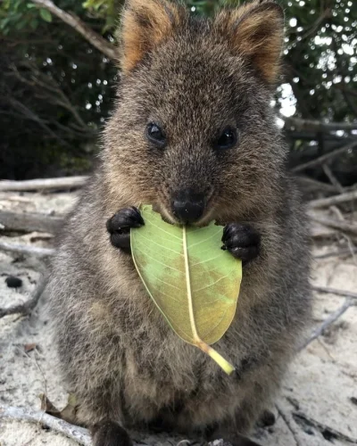 mfek00 - Urocza kuoczka z wielkim liściem ( ͡~ ͜ʖ ͡°)

#quokka #quokkanadzis #zwier...