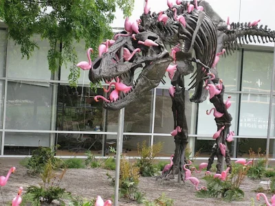 WezelGordyjski - Flamingi potrafią oskubać dorosłego Tyranozaura do kości w ciągu 90 ...