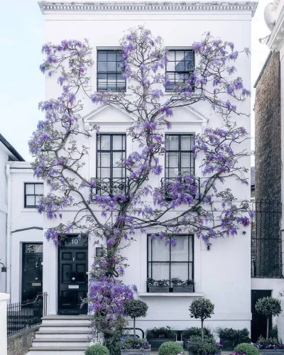 Castellano - Londyn
kwiat nazywa się wisteria
#fotografia #cityporn #dom