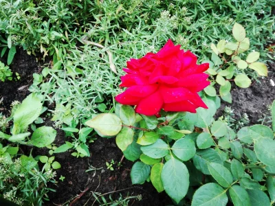 laaalaaa - Róża 37 - tegoroczna, a już ma drugie kwitnienie ( ͡° ͜ʖ ͡°)
#mojeroze #c...