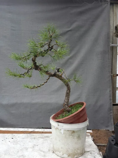 Freddy_dilla - Wczorajsza robota ;) 
#bonsai
#rosliny
#ogrodnictwo