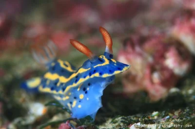 PiccoloColo - HYPSELODORIS FESTIVA. Wygląda jak skuter wodny. ( ͡° ͜ʖ ͡°)

#slimakn...