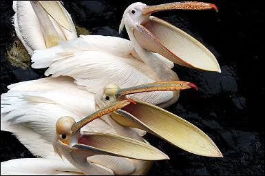 Fajnisek4522 - @sminskiy69: widzę że pelikany pięknie łyknęły. Piękna zarzutka.
