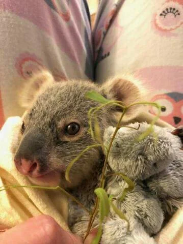 Najzajebistszy - Koalka na poniedziałek. ʕ•ᴥ•ʔ

#koalowabojowka #zwierzaczki