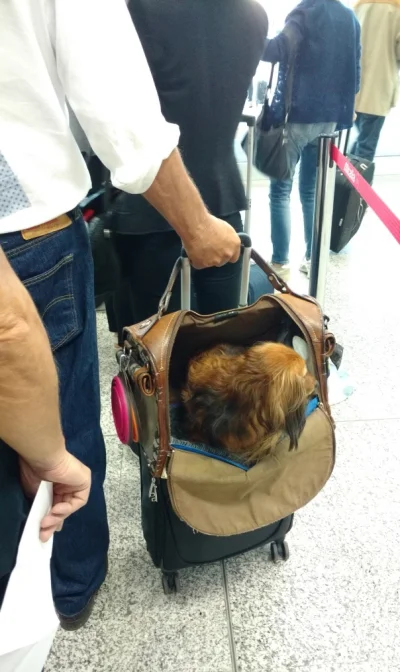 dzonu_czekajno - Włosi nie oddają swoich psów do luku bagażowego tylko zabierają ze s...