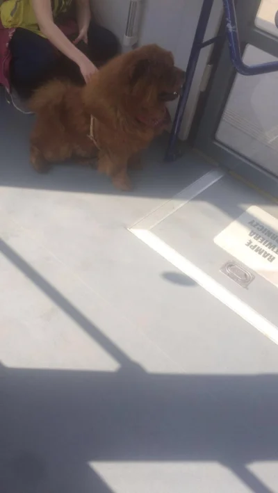 donrumatatata - #pieseczkizprzypadku