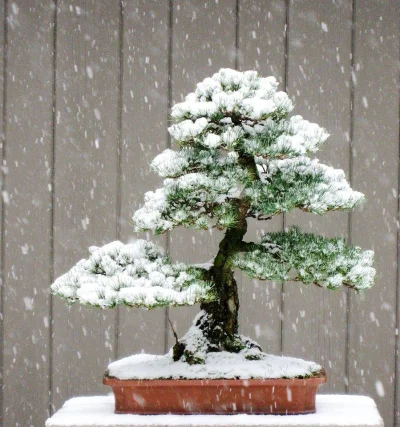 Lookazz - #dzaponialokaca <==== czarnolistuj
#bonsai