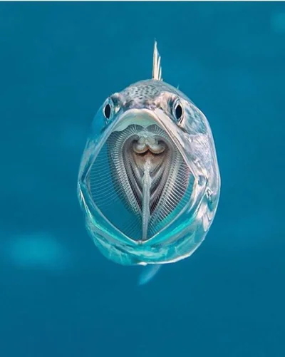 GraveDigger - Nie wiem co to za ryba, ale zdjęcie zacne :)
#zwierzaczki #ryby
