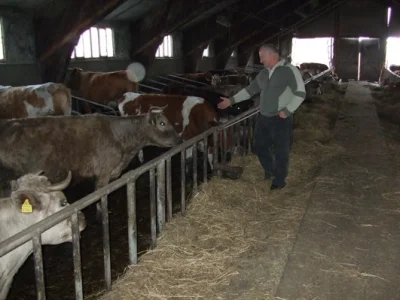 DoubleD - To chyba raczej horseboje, jeżeli nie maja ani jeden krowy. Cowboy to był z...