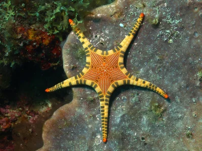 zyyx - Rozgwiazda perłowa (Fromia monilis)

Wielkość: do 30 cm
Głębokość występowa...