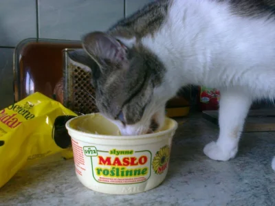 Similquak - Koty liżo masło (ʘ‿ʘ)

SPOILER
