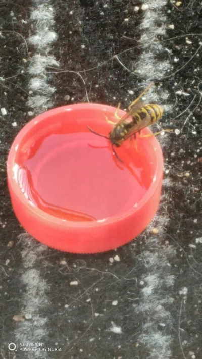 komar251 - #gownowpis
Nakarmilem pszczółkę, bo nie miala sily latać i pełzała po para...