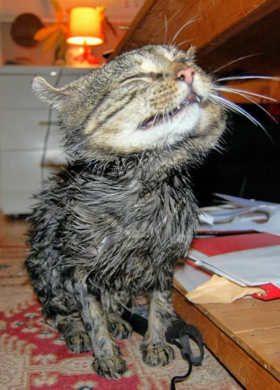 anenya - @Szmicer: znalazłam zdjęcie mojego kota po kąpieli, przygotuj się na taki wi...