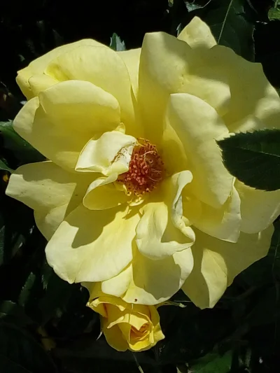 laaalaaa - Róża 78/100 z mojego ogrodu ( ͡° ͜ʖ ͡°)
#mojeroze #chwalesie #ogrodnictwo...