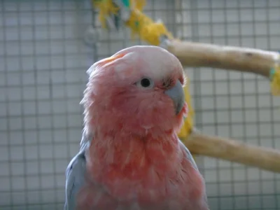 Torunskie_Papugi - Dzisiaj opowiem wam o bardzo specjalnych papugach - wykopkach. Wyk...