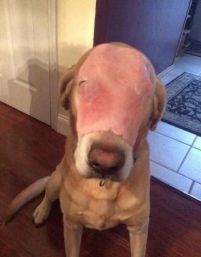 Fran_Bow - Mój pies poparzył się petardą (╯︵╰,)
#sylwesterzwykopem