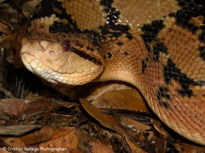 GraveDigger - Groźnica niema (Lachesis muta). Gatunek jadowitego węża z rodziny żmijo...
