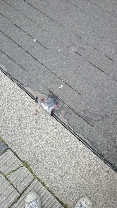 Mhrok - Chodnik złapał gołębia.

#golomp #ptak #wtf