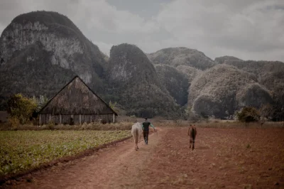 dkornas - Takie tam z wpisanej na UNESCO Doliny Vinales (Kuba). To tu powstają najlep...