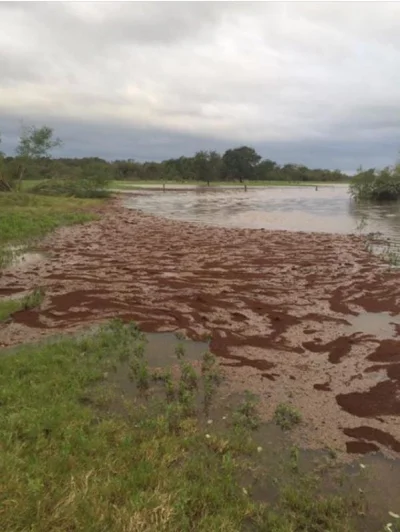 Mesk - Przykład ogromnej wyspy sfotografowanej w Cuero, Texas