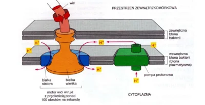 bioslawek - Biofizyka - Ruch w układach biologicznych.

TUTAJ jest cały artykuł: ht...