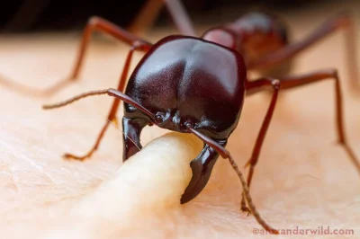 ColdMary6100 - Jeśli zastanawialiście się, dlaczego ugryzienie mrówki afrykańskiej ta...