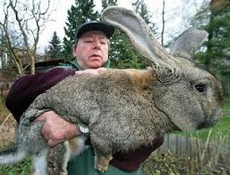kontrowersje - króliki wielkości psa

mają rozmach ...