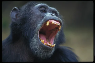 jokefake - to uczucie gdy mój ortodonta do którego uczęszczałem nazywał je 'małpimi z...