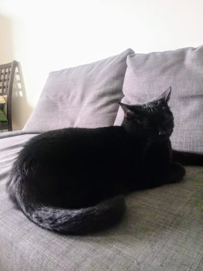 dzika-konieckropka - Moja kochana czarna plama. Ronja.
#pokazkota #koty