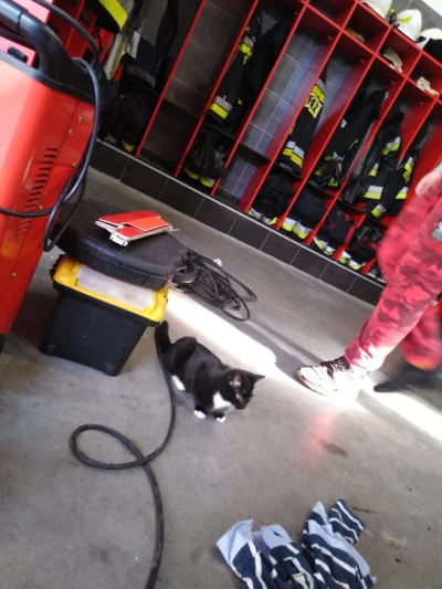 pikazo_02 - Plusujcie strażackiego kitku!
#koty #kitku #kot #strazpozarna