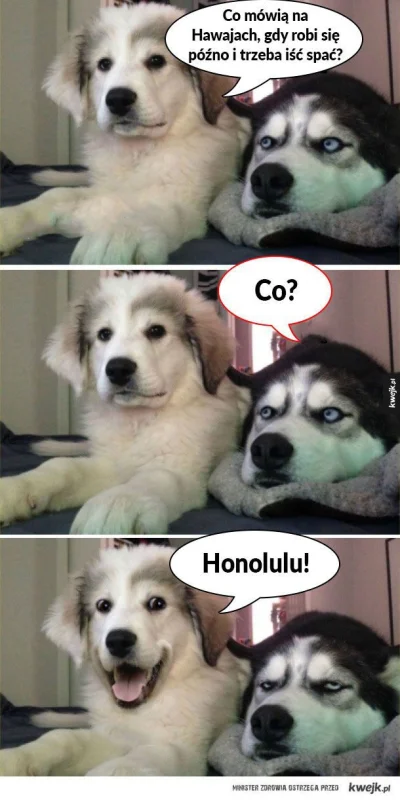 AllGoesWrong - #heheszki #pasjonaciubogiegozartu #smiesznypiesek #husky